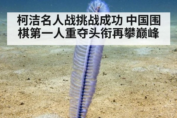 柯洁名人战挑战成功 中国围棋第一人重夺头衔再攀巅峰